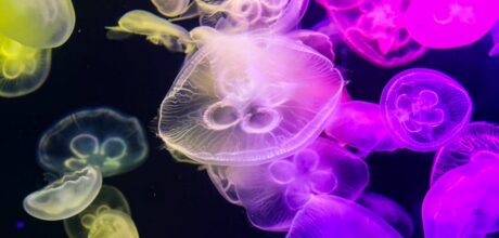 Bioluminescent Technology: A Natural Lighting Revolution